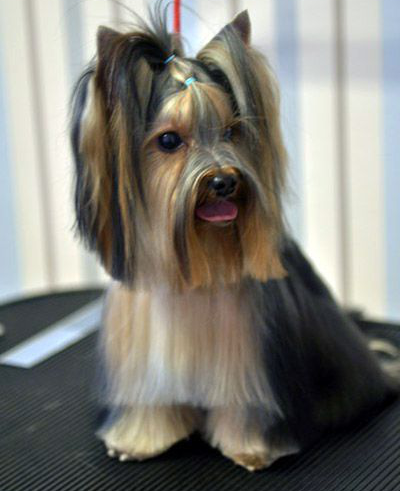 約克夏犬