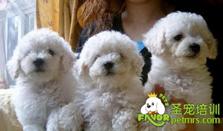可愛比熊犬