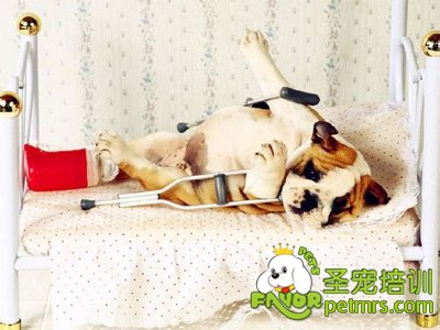 狗狗受傷