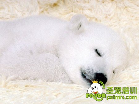 狗狗病了