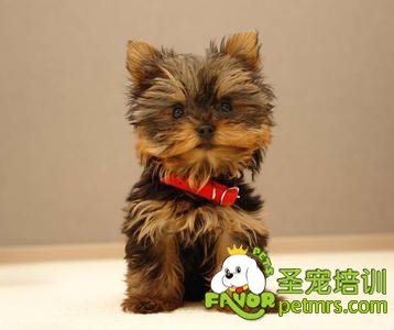 約克夏梗犬