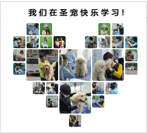 圣寵學員實操