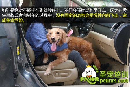 避免狗狗受傷