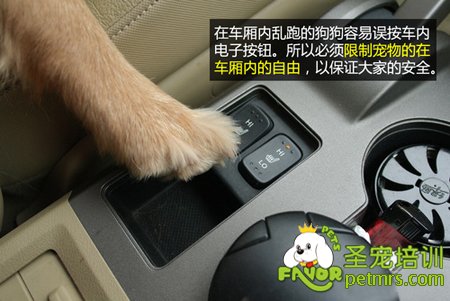 限制狗狗自由