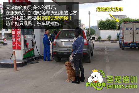 狗狗安全