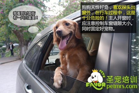 金毛犬