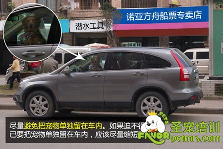 車內狗狗