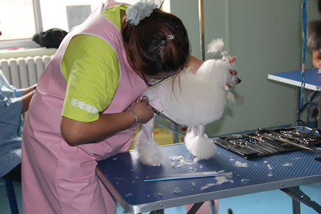 貴賓犬美容實操