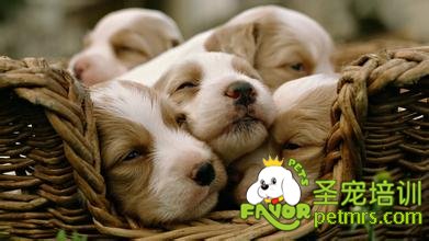 比格犬
