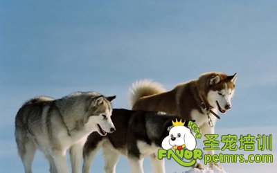 阿拉斯加雪橇犬