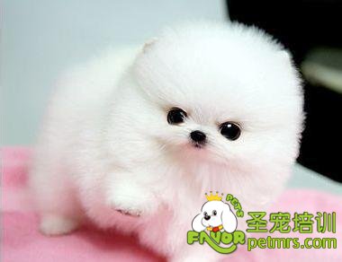 博美犬