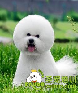 比熊犬