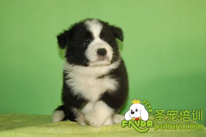 犬傳染性肝炎介紹、癥狀及防治