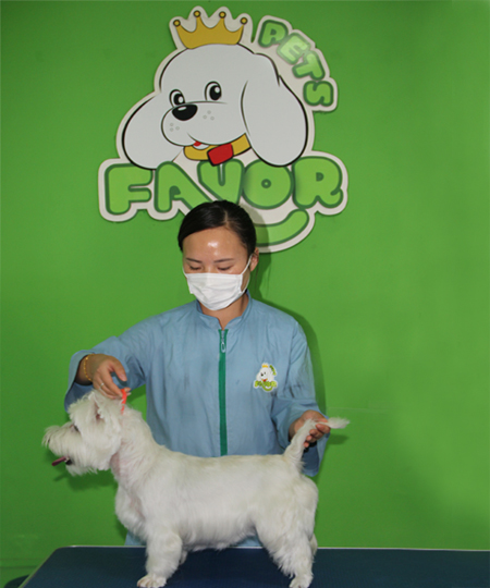 圣寵寵物學員作品