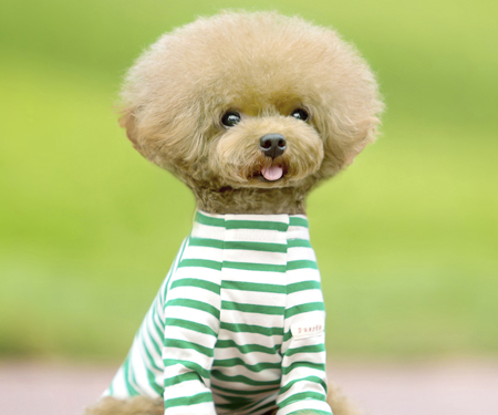 貴賓犬創意美容造型