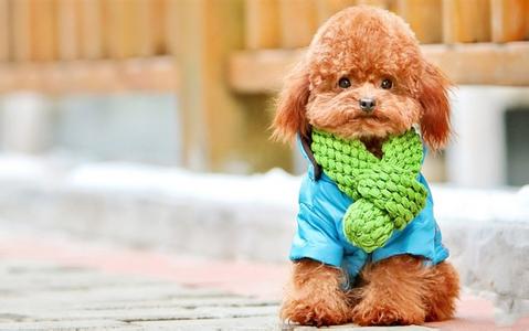貴賓犬美容造型裝束欣賞