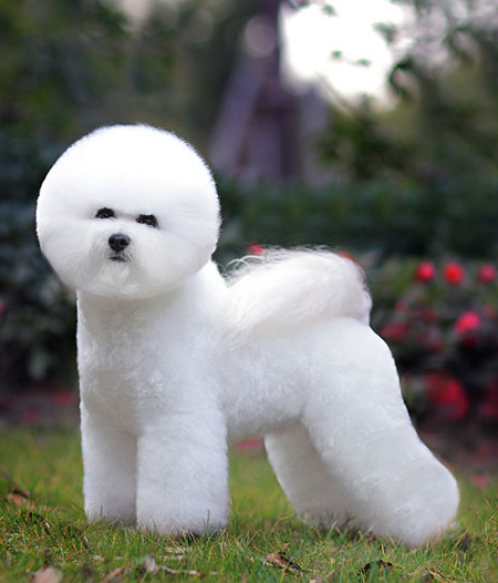 比熊犬賽級裝