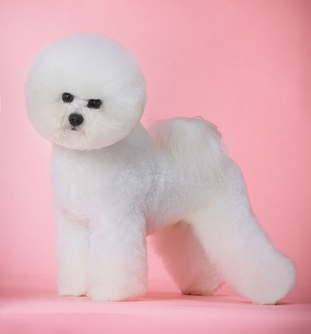 比熊犬美容賽級裝（五）