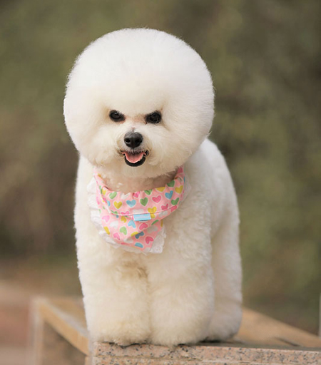 比熊犬美容賽級裝（四）