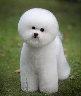 比熊犬美容賽級裝（八）