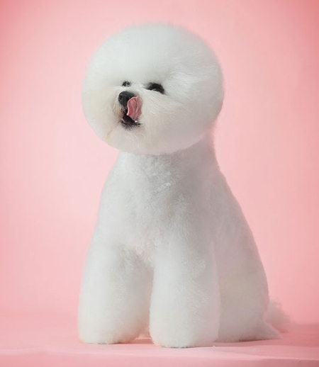 比熊犬美容賽級裝（九）
