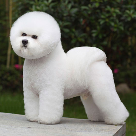比熊犬美容賽級裝（十）