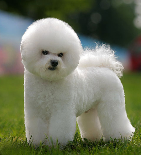 比熊犬美容賽級裝（十一）