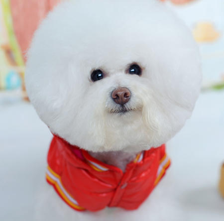 比熊犬美容賽級(jí)裝（十五）
