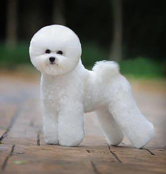 比熊犬美容賽級裝（十七）