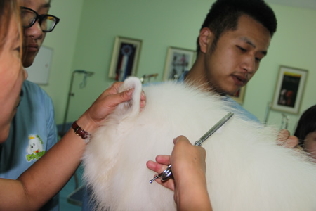 薩摩耶犬美容講解
