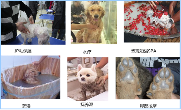 寵物SPA課堂