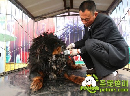 藏獒