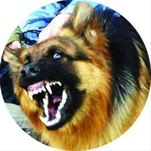 狂犬病