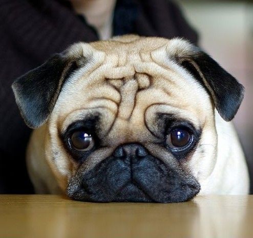 犬瘟熱