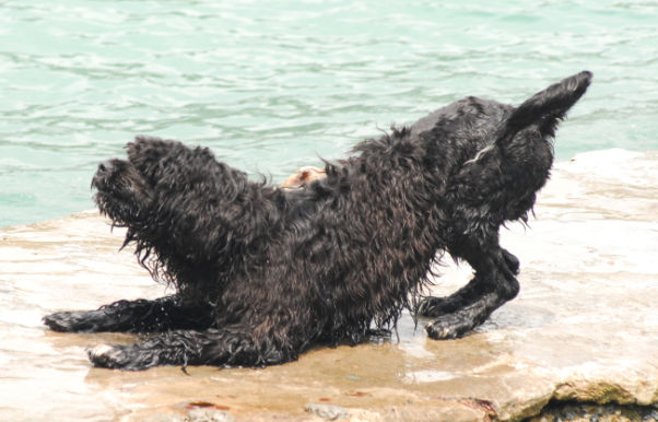 偽狂犬病
