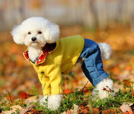 泰迪犬美容造型圖片
