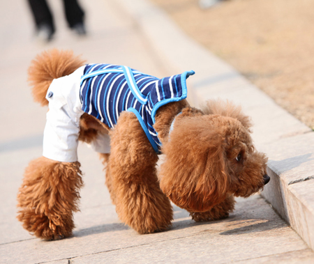 泰迪犬可愛小衣服