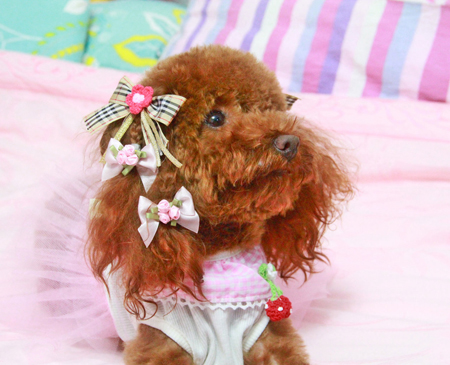 泰迪犬可愛飾品