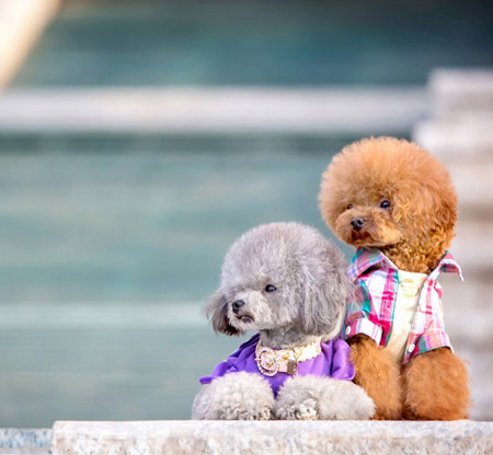 可愛泰迪犬情侶裝
