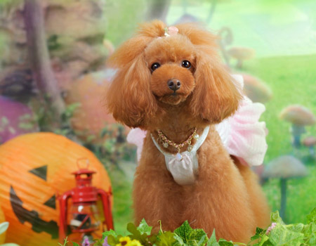 泰迪犬可愛造型