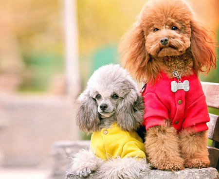泰迪犬情侶造型