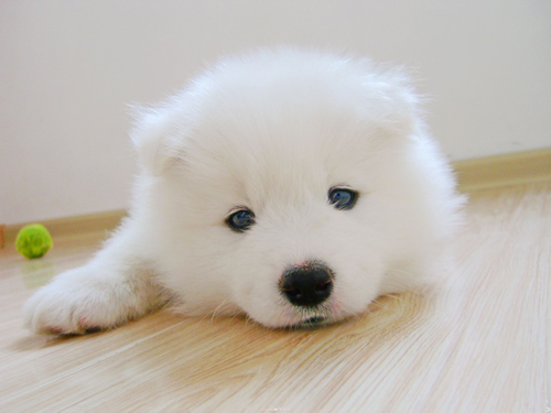 可愛薩摩耶幼犬