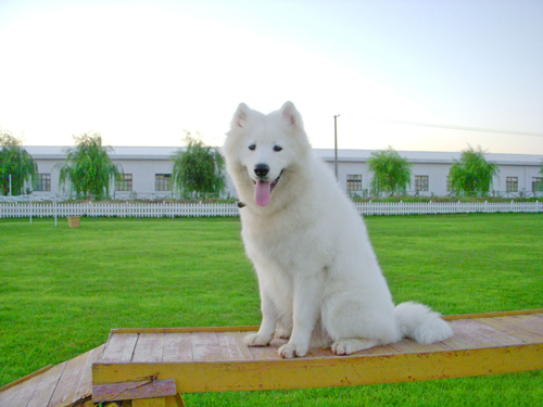 薩摩耶犬