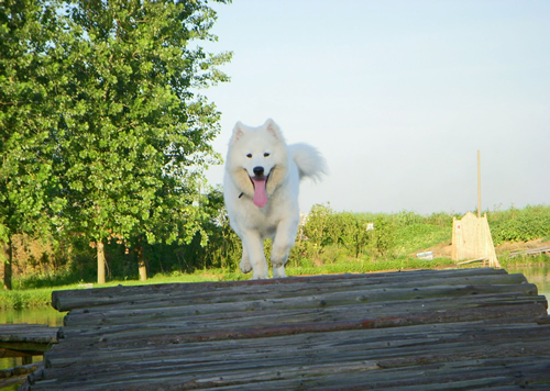 薩摩耶犬