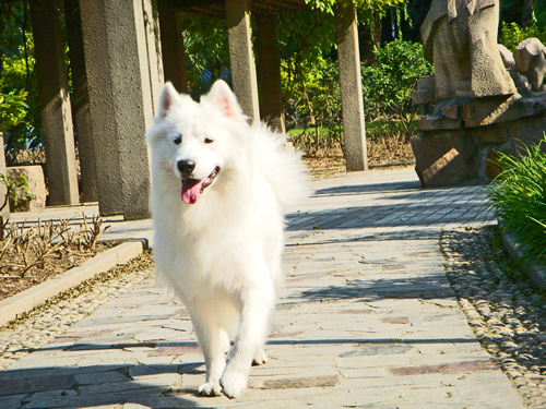 薩摩耶犬