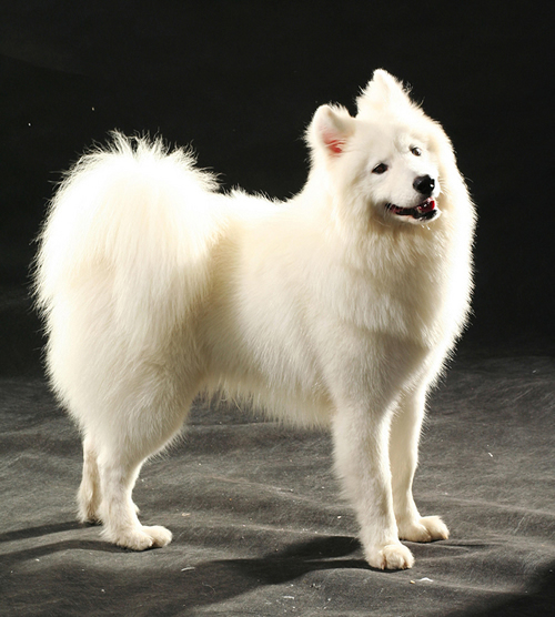 薩摩耶犬