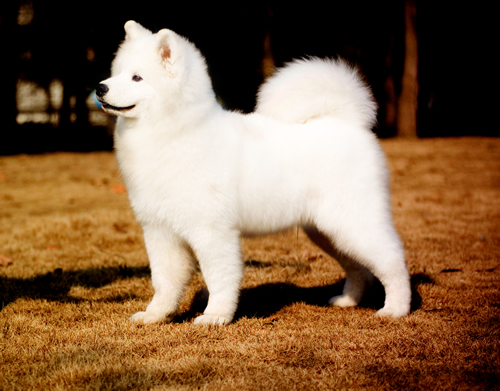 薩摩耶犬