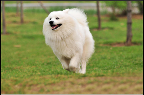 薩摩耶犬