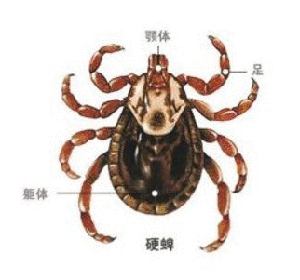 蜱蟲