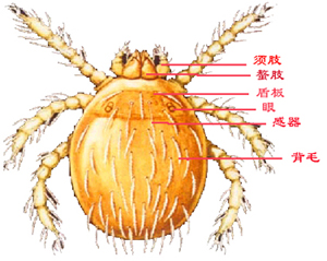 恙螨